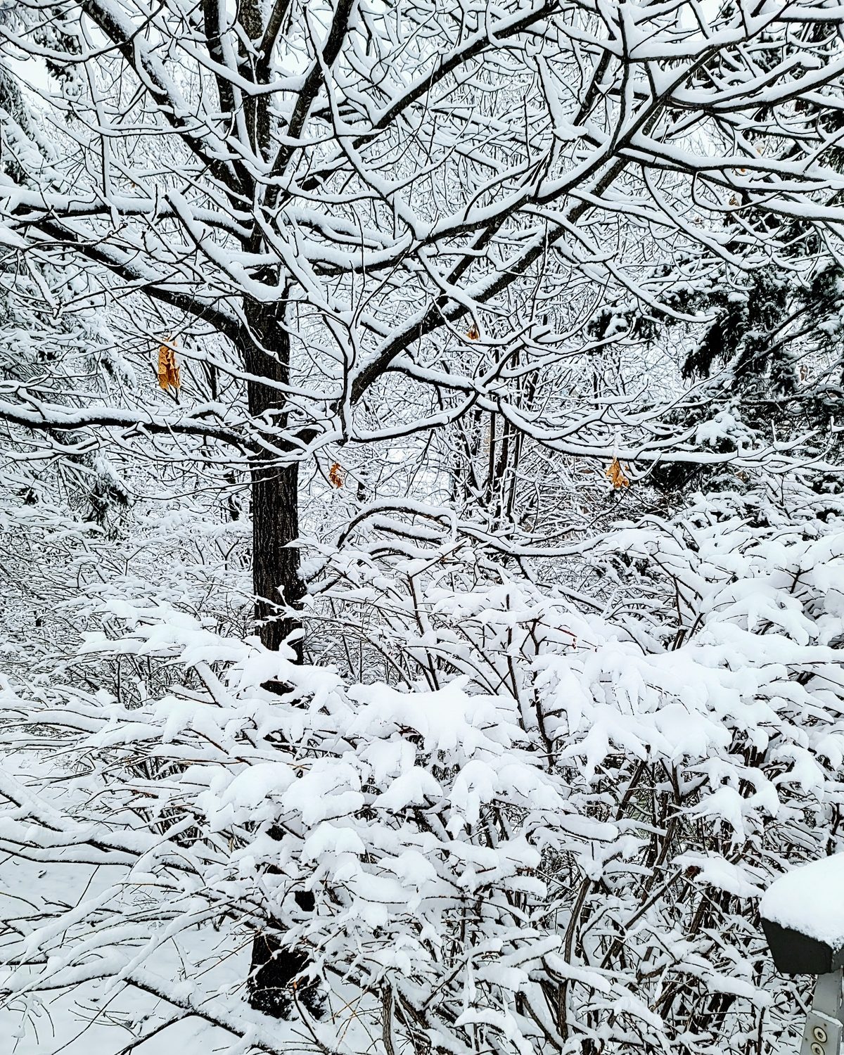 Ottawa winter snow trees orange leaves