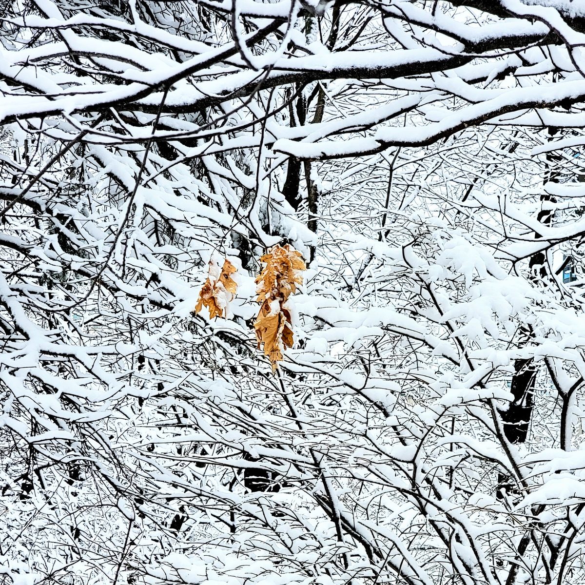 Ottawa winter snow trees lone leaf