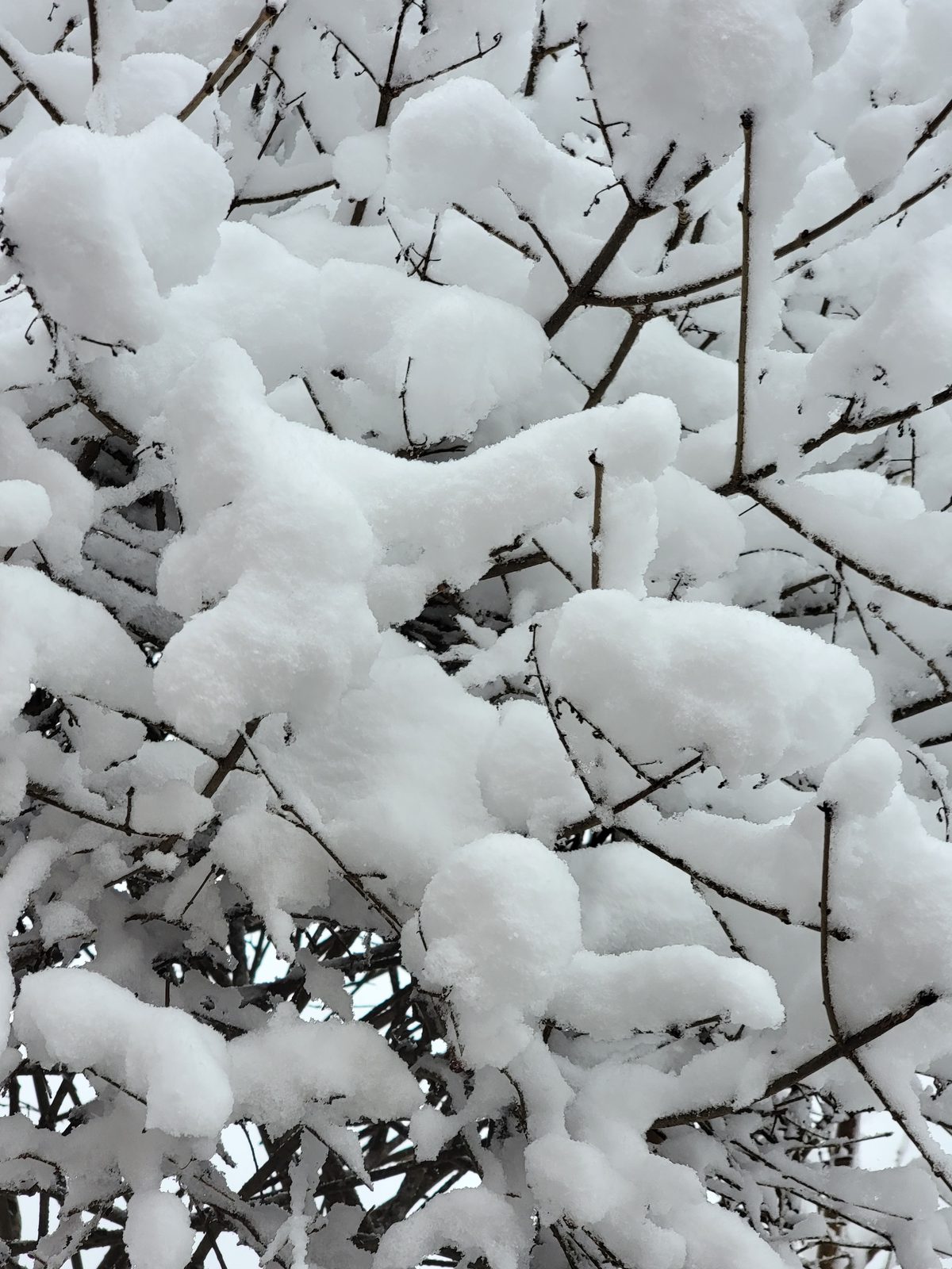 Ottawa winter snow trees closeup